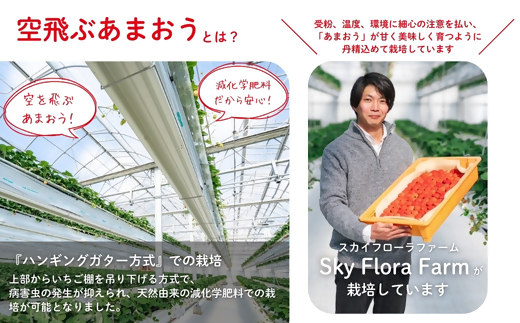 【2026年3月より順次発送】福津産『空飛ぶあまおう』約180g×6パック【スカイフローラファーム】[G0151]