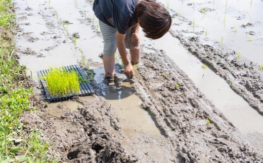 ぶんぶんファーム 自然栽培 ひのひかり 3分搗き米 10kg 2024年3月中旬～2024年7月末お届け