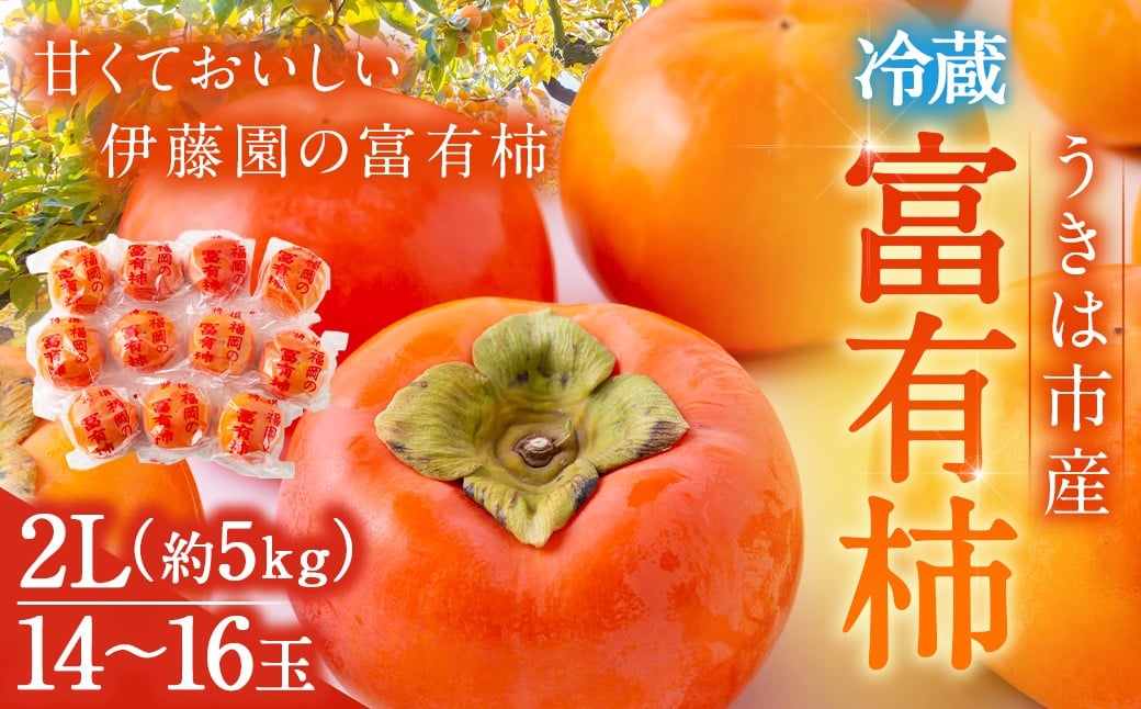 【先行予約】伊藤園 冷蔵富有柿 （2Lサイズ） 14玉～16玉 約5kg 【2025年12月中旬から12月下旬出荷予定】 ／ 富有柿 柿 果物 フルーツ くだもの うきは市