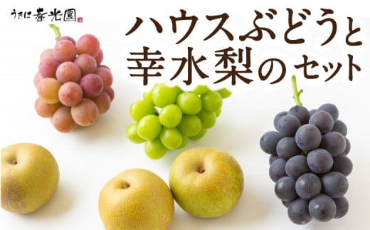 【先行予約】春光園 ハウスぶどうと幸水梨のセット 2025年7月下旬から8月上旬 出荷予定 種なしブドウ