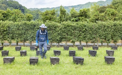 樋口養蜂場 国産百花はちみつ 600g　ハニー 蜂蜜 ハチミツ