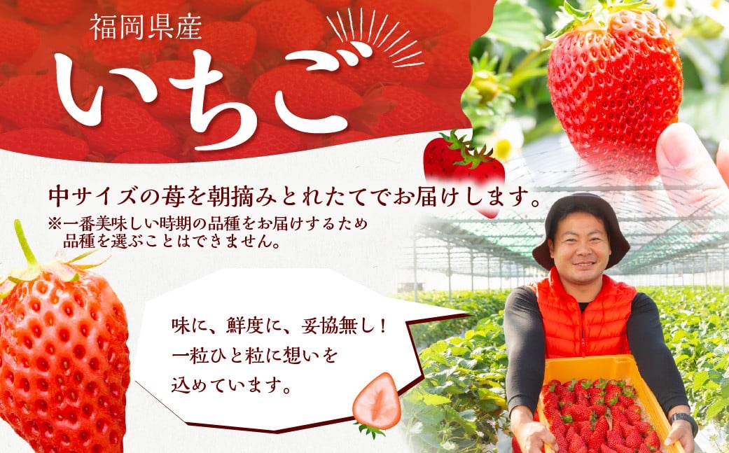 【2026年3月発送】 よかもんいちご 4品種食べ比べセット 8パック入り （計約2.16kg） よかもん苺 苺 いちご イチゴ 果物 果実 フルーツ 九州 福岡県 うきは市 冷蔵