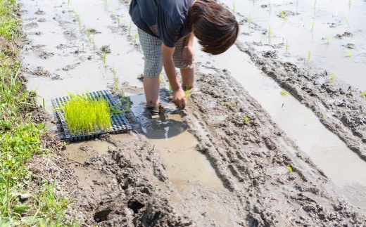 ぶんぶんファーム 自然栽培 ひのひかり 玄米 2kg 2024年10月下旬から2025年7月下旬 出荷予定