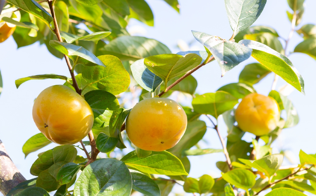 特選太秋柿 3玉  （ 約1kg ）  贈答用 ギフト 太秋柿 柿 フルーツ 果物 ギフト 完熟 【 2026年11月上旬～12月上旬発送予定 】