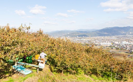 鈴木農園 特撰甘果逸品 富有柿 13玉から15玉(2Lから3Lサイズ) 2024年11月中旬から12月上旬 出荷予定