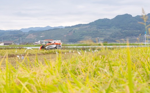 【6ヶ月定期便】みずほファーム UKIHA RICE (玄米5kg×6ヶ月)  【2025年11月より順次発送予定】 米 ヒノヒカリ お米 ご飯 うきは市