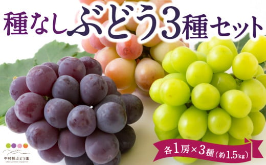 【先行予約】中村柿ぶどう園 種なしぶどう3種セット 各1房×3種 (約1.5kg) 2025年7月下旬から9月上旬 出荷予定