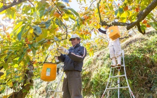 伊藤園 冷蔵富有柿 (Lサイズ) 10玉から12玉 (約3kg) 2024年12月中旬から12月下旬 出荷予定