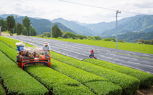 堀江銘茶園 極上 冠茶 80g×3袋セット