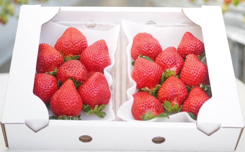 【2026年3月発送】 よかもんいちご 4品種食べ比べセット 8パック入り （計約2.16kg） よかもん苺 苺 いちご イチゴ 果物 果実 フルーツ 九州 福岡県 うきは市 冷蔵