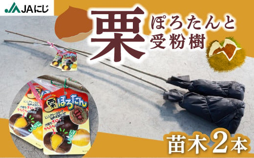 JAにじ 栗(ぽろたんと受粉樹) 苗木2本 2024年11月上旬から2025年3月下旬 出荷予定