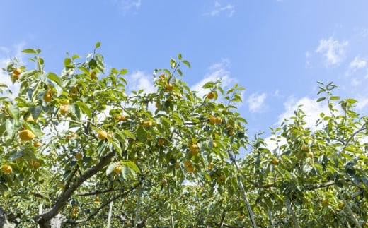 ãå
è¡äºçŽã äžæµŠèŸ²å å€ªç§æ¿ 7çãã9ç ïŒ3Lãã4LïŒ ã2026幎10æäžæ¬ãã10æäžæ¬ åºè·äºå®ã æ¿ ãã ã«ã å€ªç§ ãããã
ã å®å
šçæ¿ æç© ãã ãã® ãã«ãŒã æå® ãžã¥ãŒã·ãŒ ãåãå¯ã çŠå²¡ç ããã¯åž