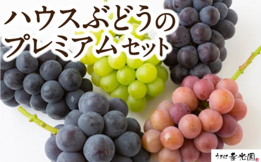 【先行予約】春光園 ハウスぶどうのプレミアムセット 2025年7月中旬から7月下旬 出荷予定