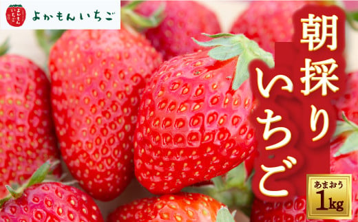 よかもんいちごの朝採りあまおういちご 1kg 2025年1月下旬から2025年4月下旬 出荷予定