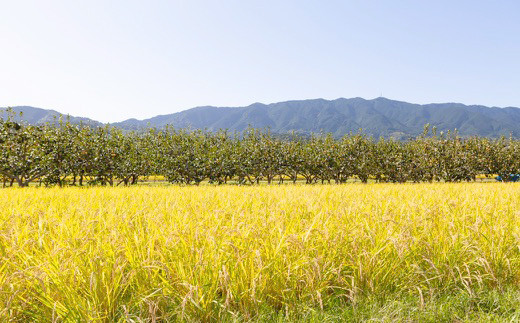 ぶんぶんファーム 自然栽培 ひのひかり 白米 10kg 2024年10月下旬から2025年7月下旬出荷予定