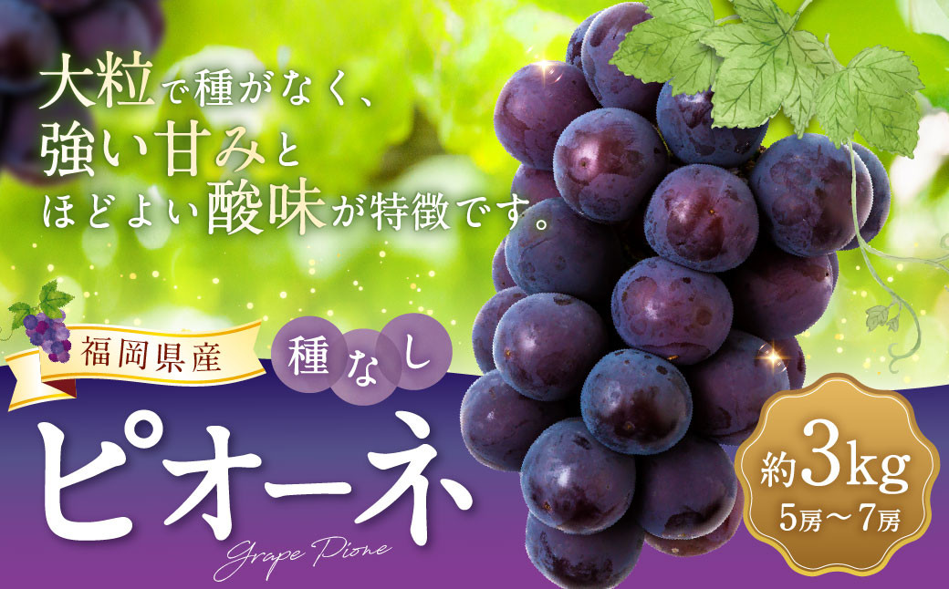 【先行予約】 宝玉農園 ピオーネ 5房～7房 （約3kg） 【2026年8月下旬～9月上旬より順次発送予定】 葡萄 ぶどう ブドウ 大粒 種無し 種なし 果物 くだもの フルーツ 果実 お取り寄せ 福岡県 うきは市 冷蔵