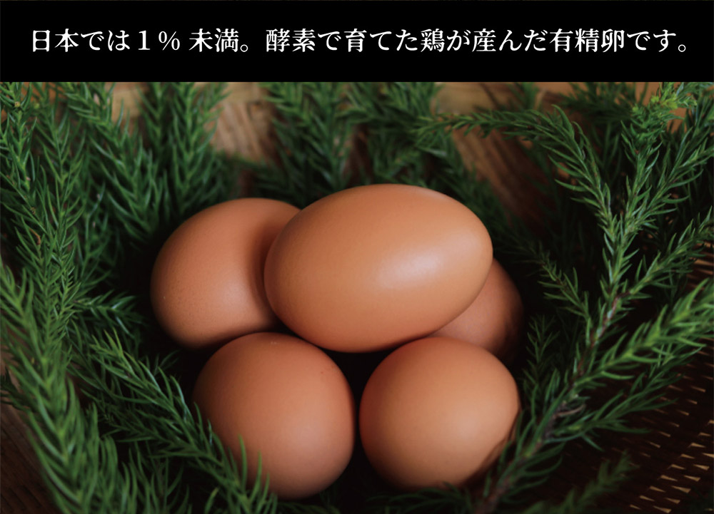 iTo farm 酵の鶏 40個