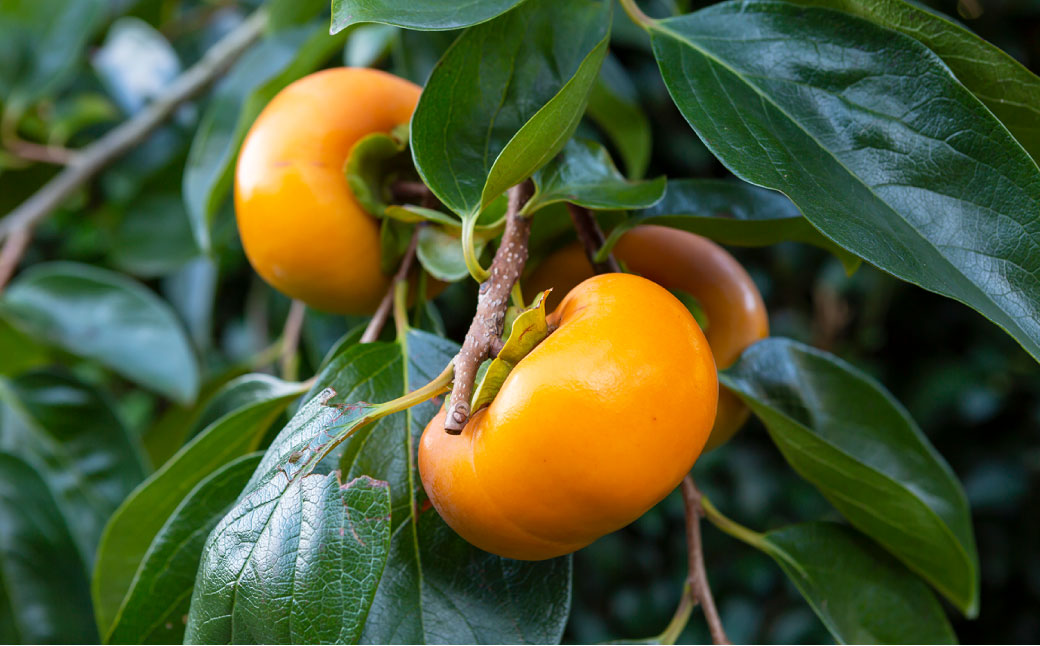 【先行予約】石井農園 富有柿 9玉から12玉 2025年11月中旬から12月上旬 出荷予定