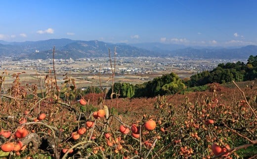 JAにじ 冷蔵富有柿 42玉前後 2024年12月中旬から2025年1月下旬 出荷予定