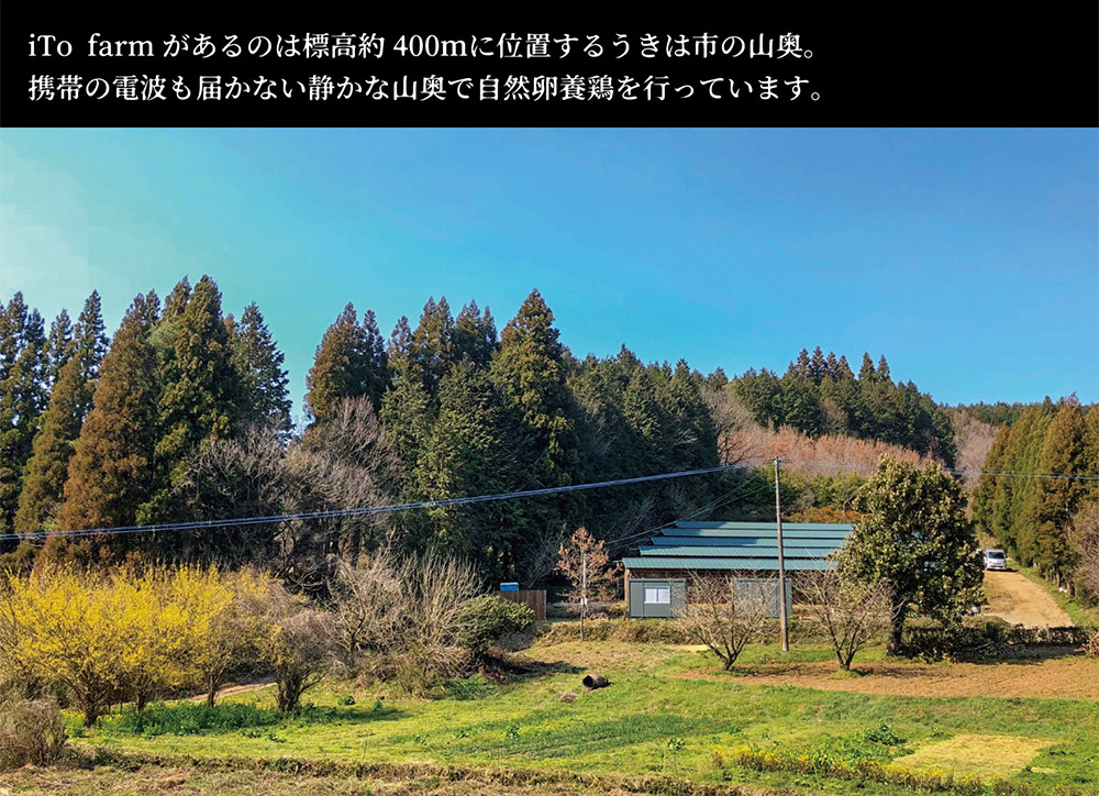 iTo farm 酵の鶏 40個