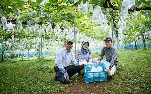 【先行予約】宝玉農園 ピオーネ 5房から7房 (約3kg) 2025年8月下旬から9月上旬 出荷予定