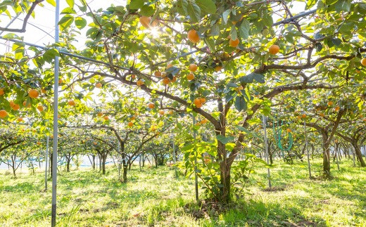 【先行予約】伊藤園 太秋柿 12玉から15玉 (約5kg) 2025年10月中旬から10月下旬 出荷予定