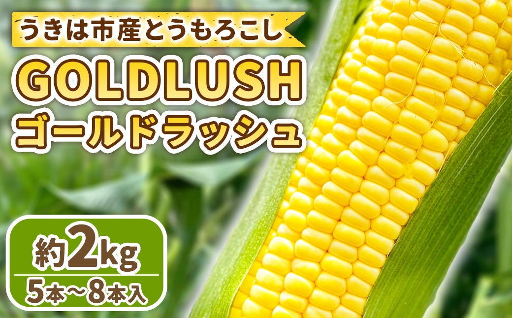 とうもろこし ゴールドラッシュ 5本～8本入 （ 約2kg ） フルーツコーン 甘い 野菜 トウモロコシ 冷蔵 【 2026年5月下旬～6月下旬発送予定 】