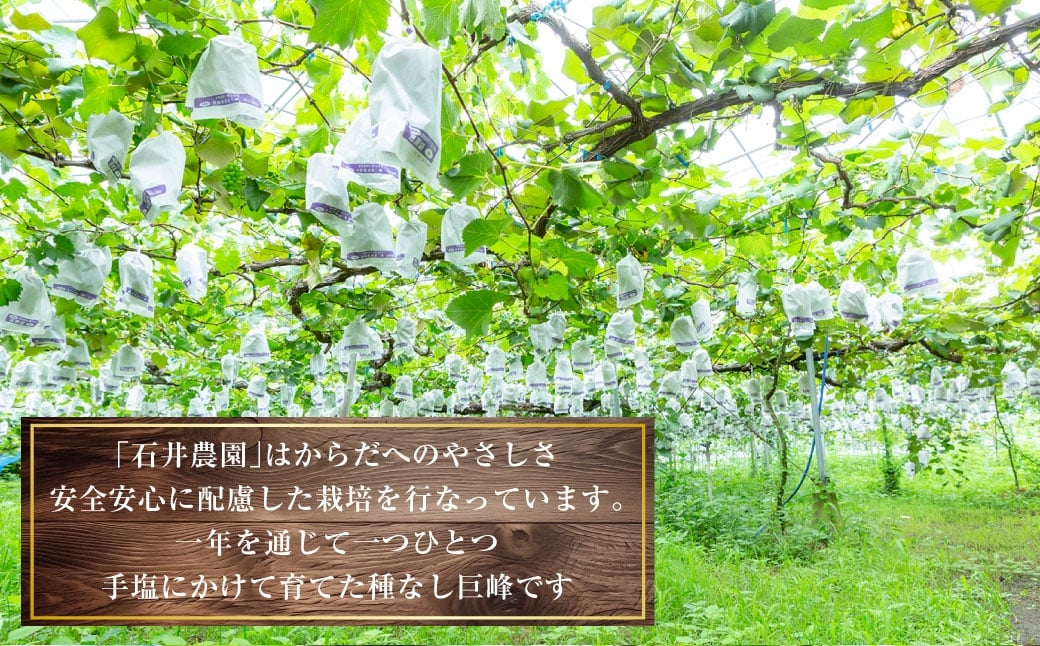 種無し 巨峰 2kg 【2026年８月上旬～8月下旬発送予定】　種なし巨峰 ぶどう ブドウ 葡萄 くだもの 果物 フルーツ 果実 福岡県 うきは市