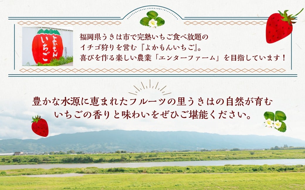【2026年2月発送】 よかもんいちご あまおう苺セット 6パック （計約1.62kg） よかもん苺 苺 いちご イチゴ 果物 果実 フルーツ 九州 福岡県 うきは市 冷蔵