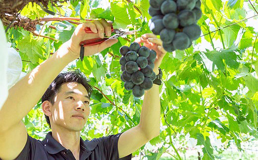 【先行予約】秦果樹園 巨峰・翠峰 詰め合わせ 約3kg (巨峰3から5房・翠峰2房) 2025年8月下旬から9月上旬 出荷予定