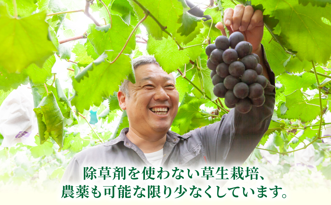 【先行予約】コクのある甘さ 種あり 巨峰 4房から6房 2025年8月下旬から9月上旬 出荷予定【春光園】 ぶどう ブドウ 葡萄 巨峰 種あり 果物 フルーツ
