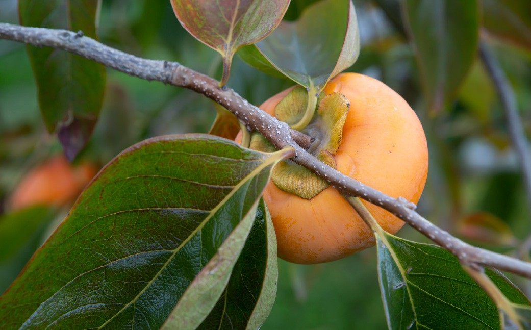 【先行予約】西見柿農園 冷蔵富有柿 9玉から11玉 2025年12月中旬から2026年1月下旬 出荷予定