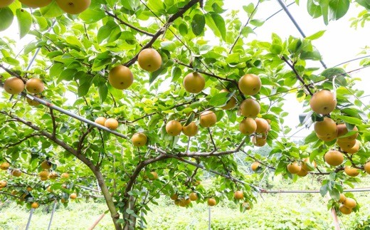 【先行予約】佐藤ファーム 愛宕梨 5玉から8玉(約5kg) 2025年11月上旬 出荷予定