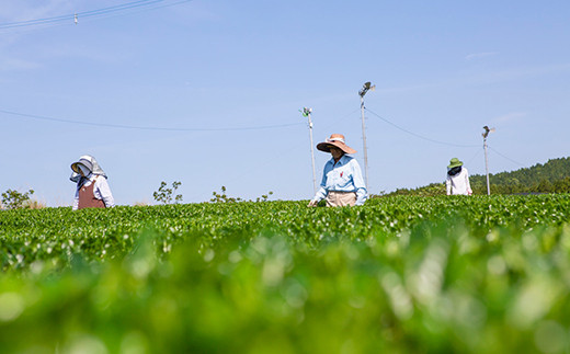 うきは和一園 お茶詰合せ5袋 (特上煎茶2袋・高級上煎茶1袋・上煎茶2袋) 各85g入り