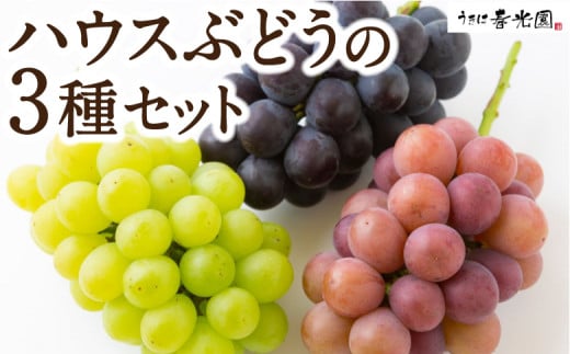 【先行予約】春光園 ハウスぶどうの3種セット 2025年7月中旬から8月上旬 出荷予定 種なしブドウ