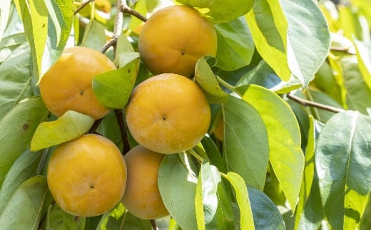 ãå
è¡äºçŽã äžæµŠèŸ²å å€ªç§æ¿ 7çãã9ç ïŒ3Lãã4LïŒ ã2026幎10æäžæ¬ãã10æäžæ¬ åºè·äºå®ã æ¿ ãã ã«ã å€ªç§ ãããã
ã å®å
šçæ¿ æç© ãã ãã® ãã«ãŒã æå® ãžã¥ãŒã·ãŒ ãåãå¯ã çŠå²¡ç ããã¯åž