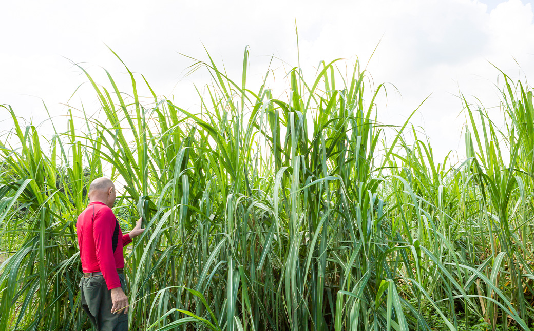 アグリファームさいとう 天然黒砂糖 （つぶタイプ）と自家栽培焙煎くろまめ茶のセット くろまめ茶 焙煎 黒豆 お茶 茶 うきは市