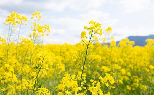 大春の里 菜の花オイル 910g×2本セット 2024年9月上旬から2025年4月中旬 出荷予定 (化学薬品を使わず造った菜種油・なたねオイル)