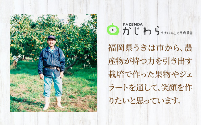 【12回定期便】果樹園が作る 素材の味を楽しめる 旬のジェラート 120ml×6個セット【ソルベッチdoうきは】着色料不使用 ノンホモ牛乳使用 ジェラート アイス 旬 スイーツ 詰め合わせ セット シャーベット ミルク フルーツ デザート 定期便