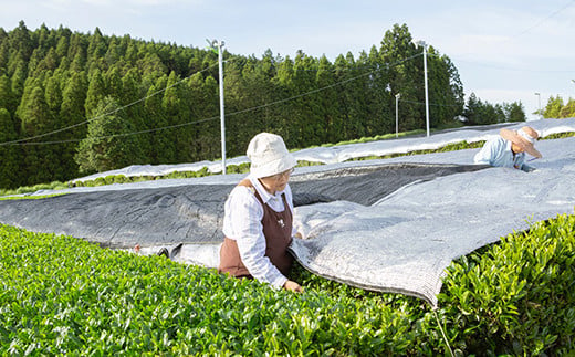 うきは和一園 お茶詰合せ3袋 (特上煎茶・高級上煎茶・上煎茶) 各85g入り