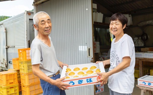 【先行予約】梨の山茂梨園 豊水梨12玉から14玉 (約5kg) 2025年8月下旬から9月上旬 出荷予定