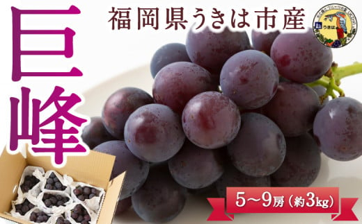 【先行予約】道の駅うきは 巨峰 5房から9房 (約3kg) 2025年8月下旬から9月中旬 出荷予定