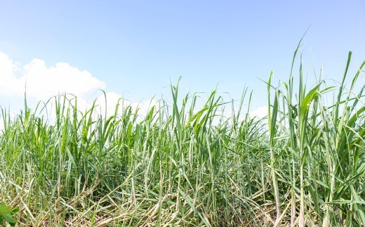 アグリファームさいとう 手作り黒蜜と黒砂糖（つぶタイプ） セット さとうきび 黒蜜 黒砂糖 うきは市