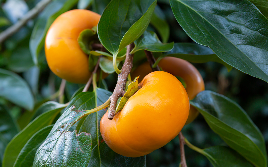 石井農園 乾し柿 70g入り×10個セット ドライフルーツ 柿 かき カキ 乾燥柿 富有柿 スイーツ お菓子 果物 フルーツ 福岡県 うきは市