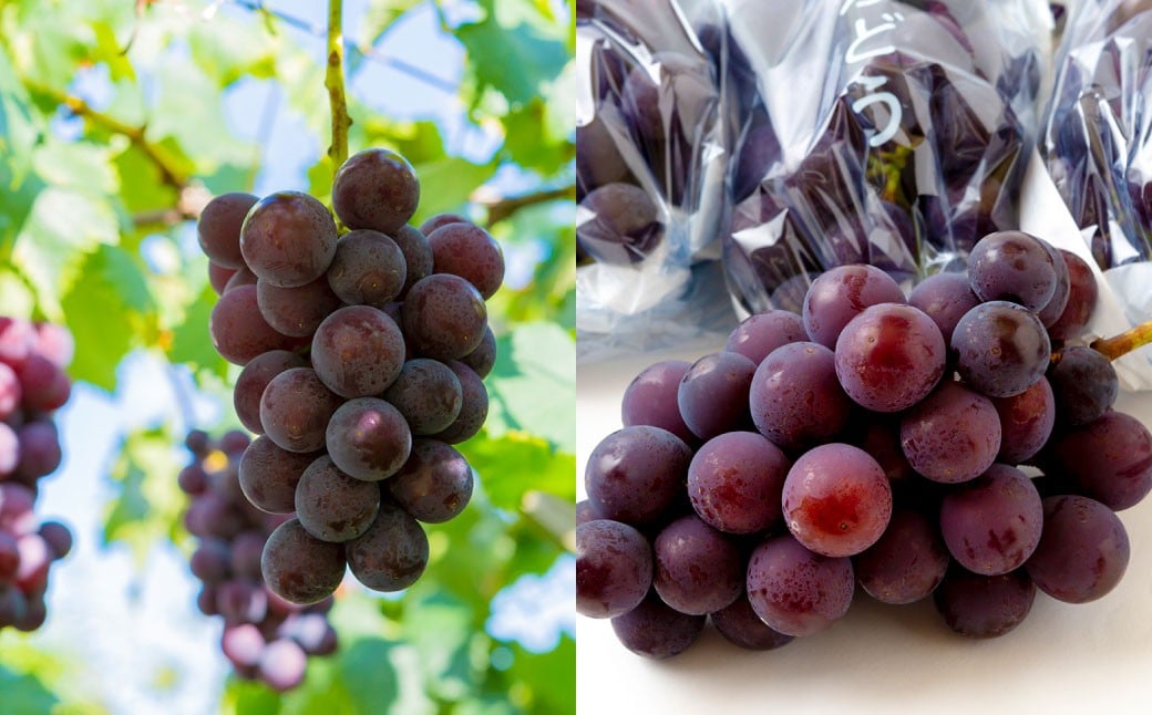 【先行予約】 やりみず農園 種なし 巨峰 2房から3房（約1kg） 【2026年8月上旬～下旬発送予定】 種なし巨峰 ぶどう ブドウ 葡萄 くだもの 果物 フルーツ 果実 福岡県 うきは市