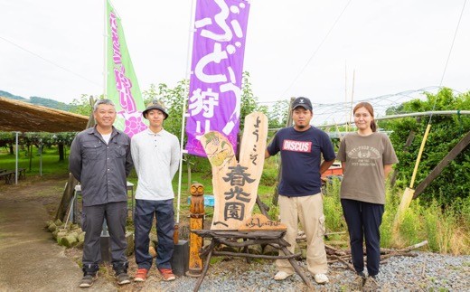 【先行予約】春光園 ハウスぶどうのプレミアムセット 2025年7月中旬から7月下旬 出荷予定