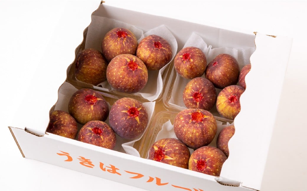 ãã¡ããïŒãšãã¿ã€ã²ãïŒ8ããã¯ã2026幎7æäžæ¬ã8æäžæ¬çºéäºå®ã ãã¡ãã ãã«ãŒã æç© ãã ãã® å·èµ çŠå²¡ç ããã¯åž