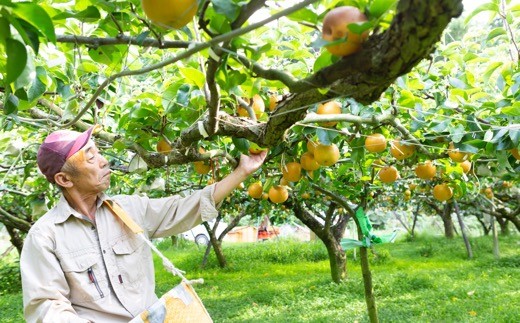 【先行予約】梨の山茂梨園 豊水梨12玉から14玉 (約5kg) 2025年8月下旬から9月上旬 出荷予定