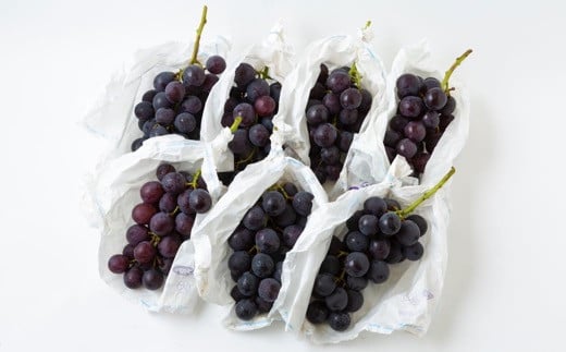 【先行予約】 原茂之巨峰園 巨峰屋こだわりの巨峰 8房から9房 （約3kg） 【2026年8月下旬～9月上旬より順次発送予定】 葡萄 ぶどう ブドウ 巨峰 きょほう 果物 くだもの フルーツ 果実 新鮮 フレッシュ ミネラル 朝採り発送 流川ブランド お取り寄せ 福岡県 うきは市 冷蔵