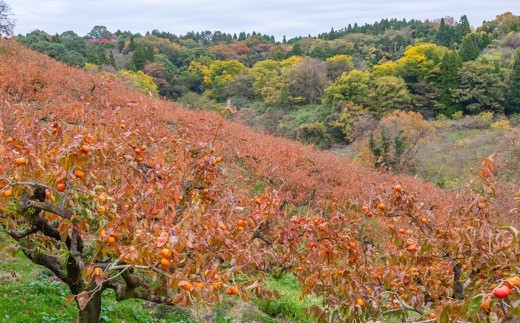 日永園 冷蔵富有柿 7玉から8玉（2Lから3Lサイズ） 【2025年12月下旬から2026年2月下旬出荷予定】 柿 フルーツ 果物